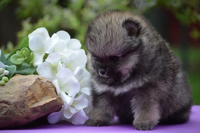 Pomeranski-spic---pomeranian--boo