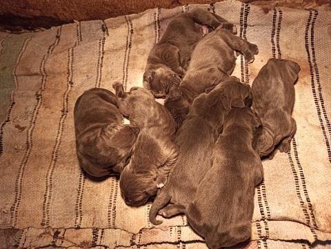 Cane-corso-stenci-sive-boje