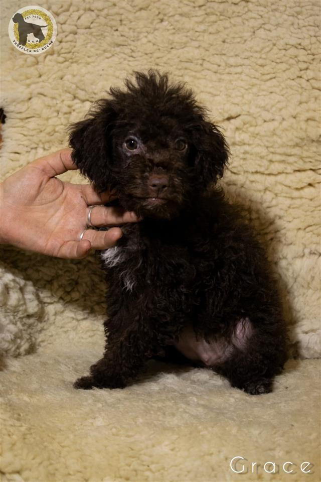 Lagotto-romagnolo