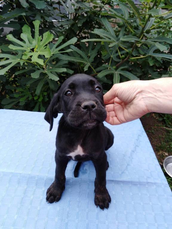 Cane-Corso-štenci