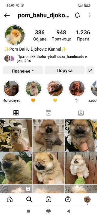 Pudle-ekskluzivnog-porekla