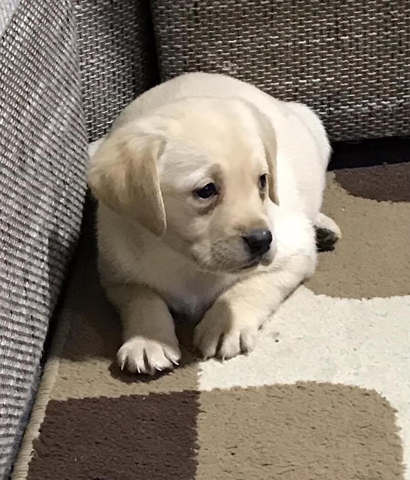 Labrador