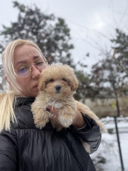 Maltipoo-vrhunske-genetike