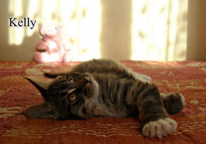 Maine Coon macici