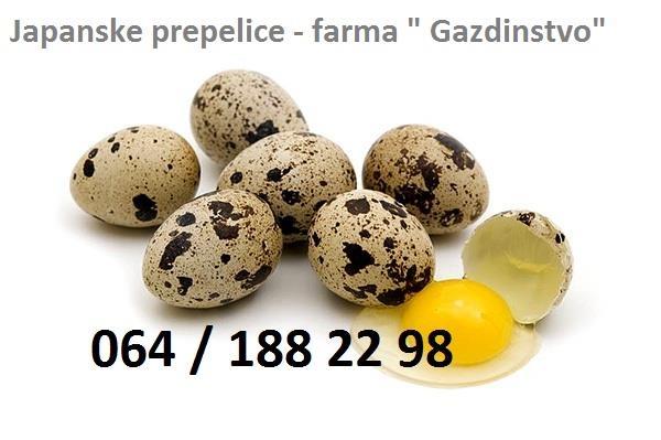 Jaja-japanske-prepelice