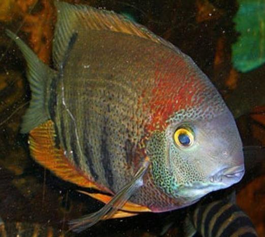 Redheaded Severum ribice