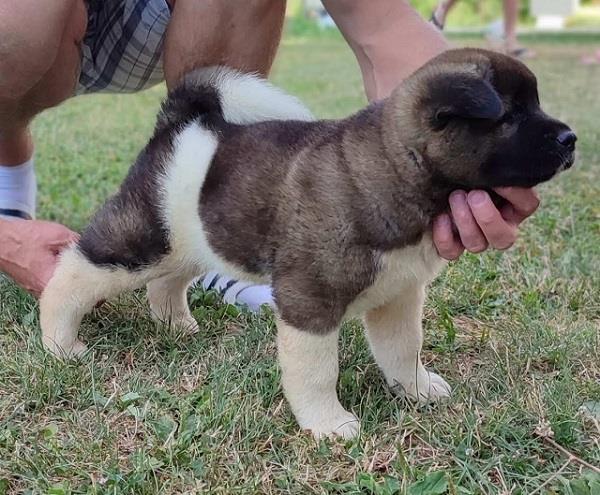 Američka-Akita-