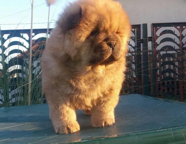 Chow cau cau 