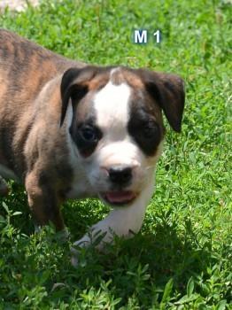 Americki-buldog-stenad