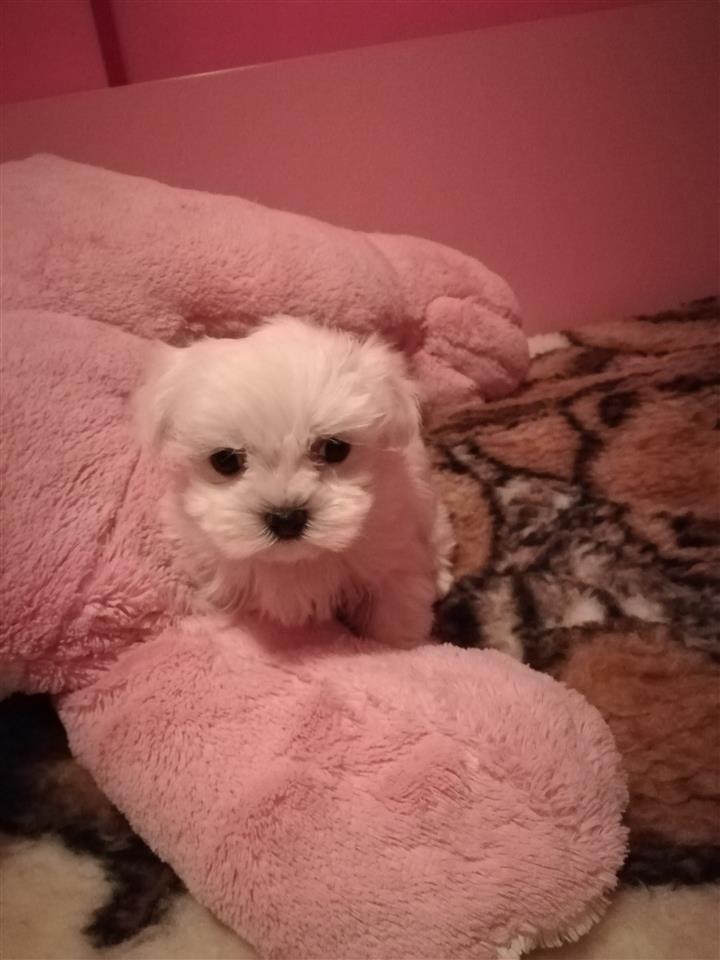 Na-prodaju-mini-Maltezeri