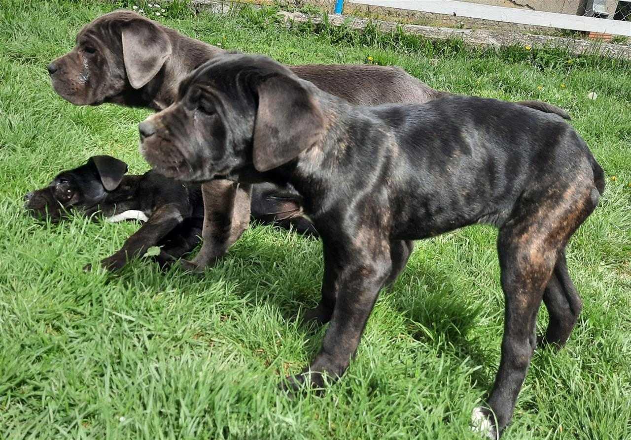 Cane-Corso---Napuljski-mastif-Mix
