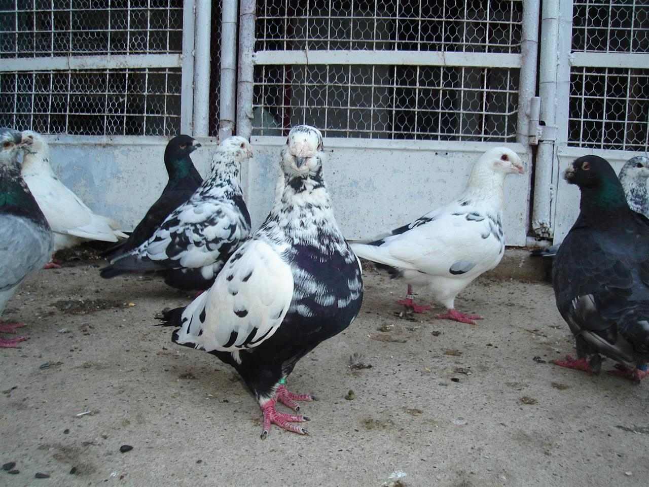 Americki-dzinovski-postari