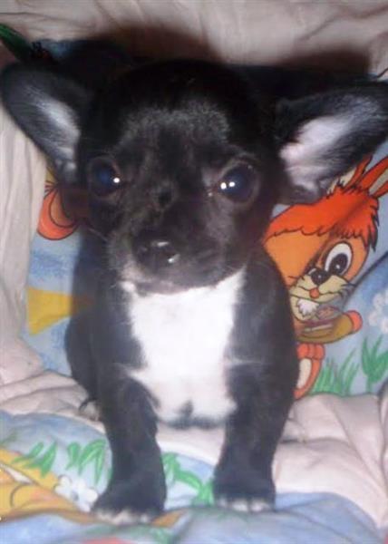 Civava-Chihuahua-stenad