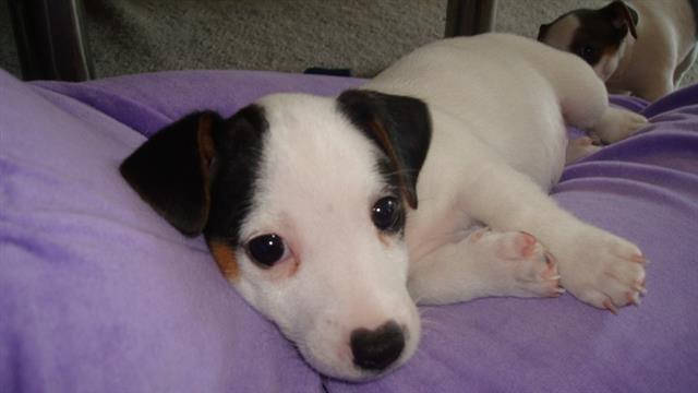 Jack Russell terrier