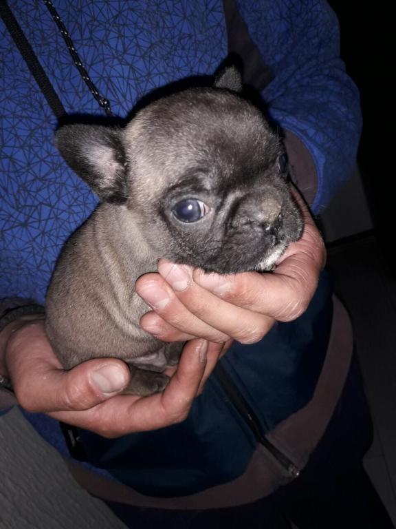 Francuski-buldog-stenad