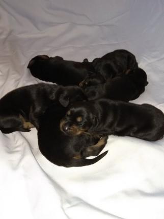 Doberman-štenci-