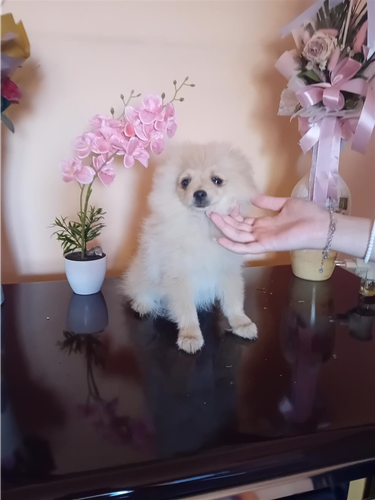 Pomeranac stenci