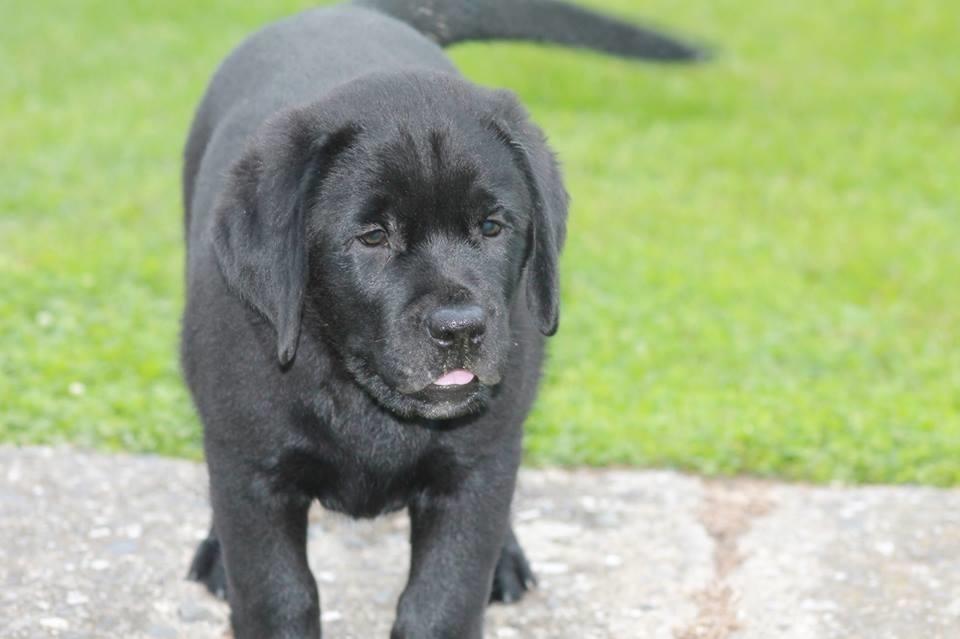 Labrador-Retriver-štenci-