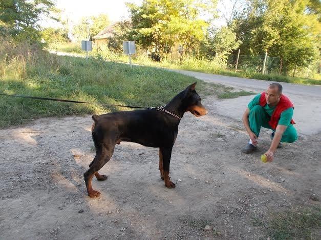 DOBERMANE-od-11-meseci