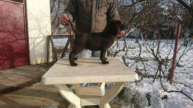 Cane-corso---POVOLJNO---