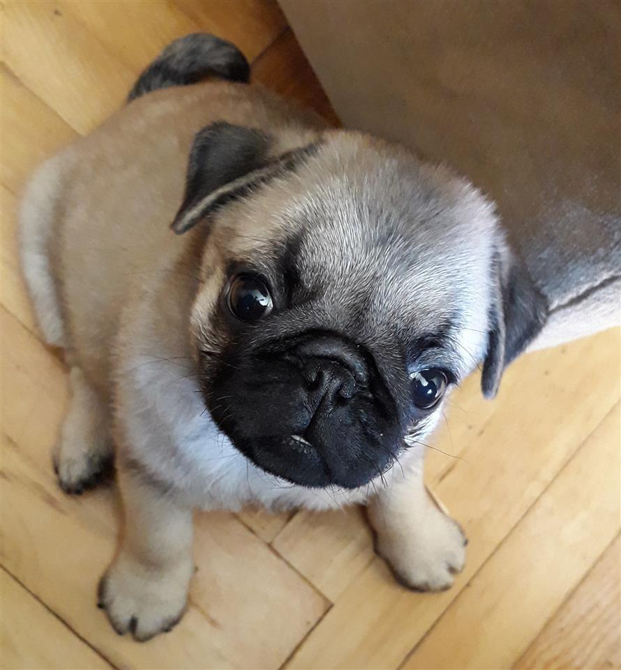 Mops-mužjak