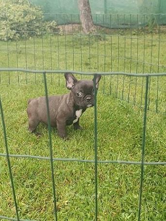 Francuski-buldog-štenci-