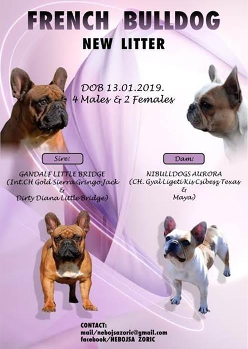 Francuski-buldog---prelepi-štenci