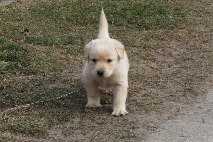 Labrador-retriver-stenad