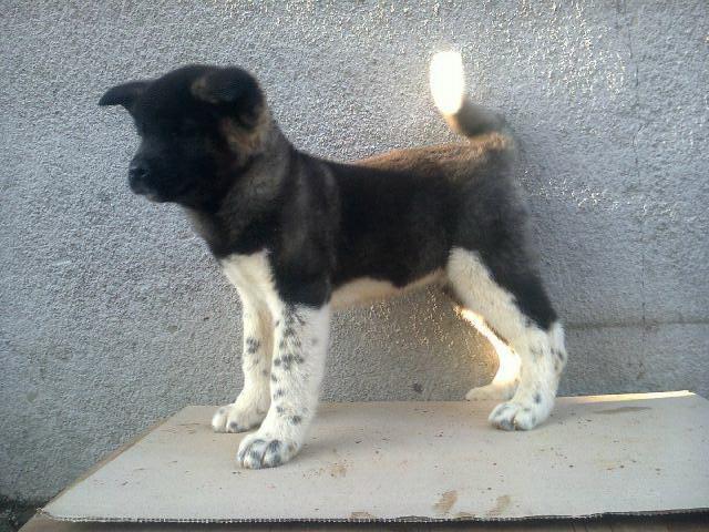Americka-Akita--stenad