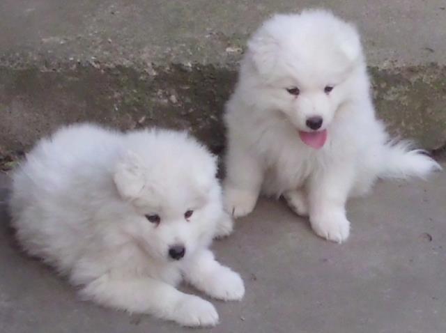 samojed-kucici