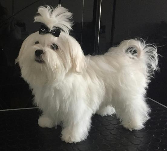 Stene-maltezera-