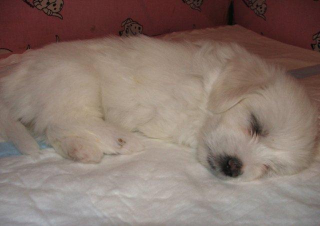 Coton-de-tulear-