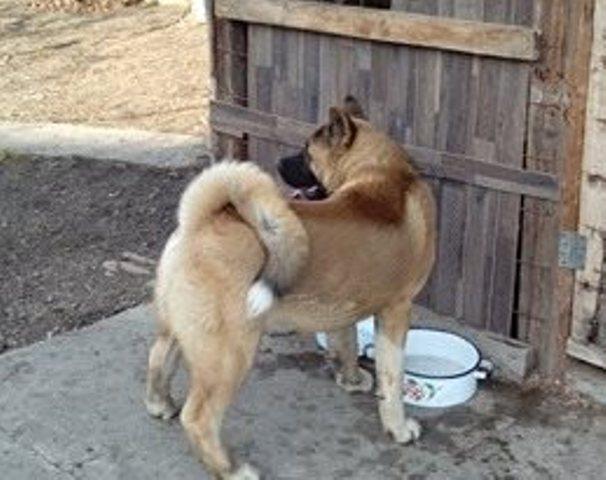 Americka-Akita-stenci