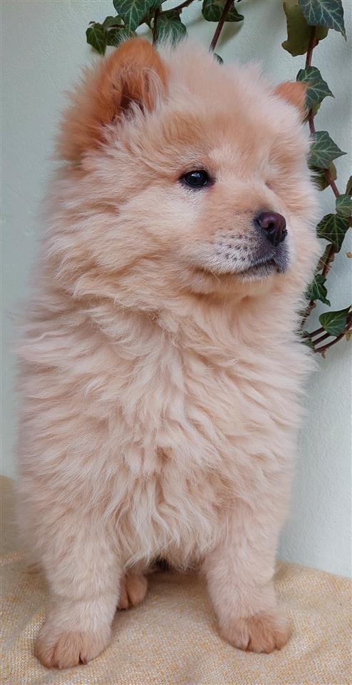 Chow-Chow-Stenci-