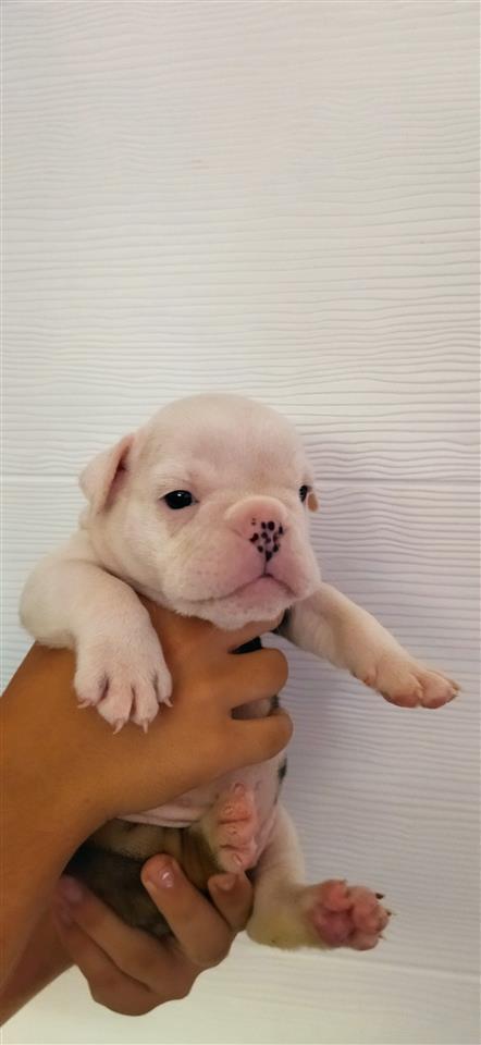 Engleski-buldog