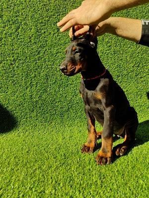 Doberman-štenci