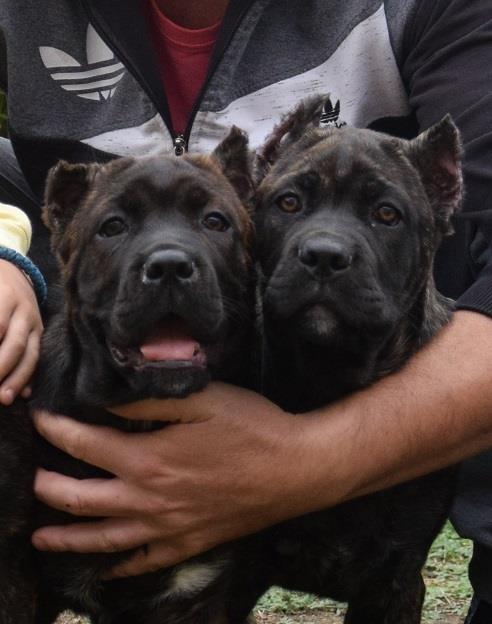 Cane-corso-štenci
