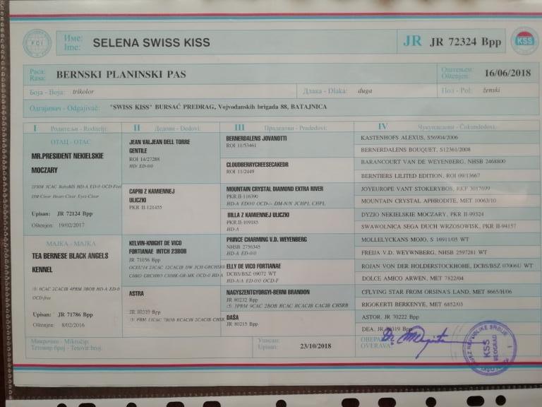 Bernski-planinski-pas-zensko-stene