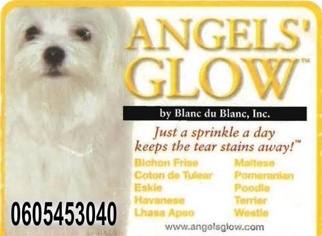 ANGELS GLOW Za Pse I Macke Beograd