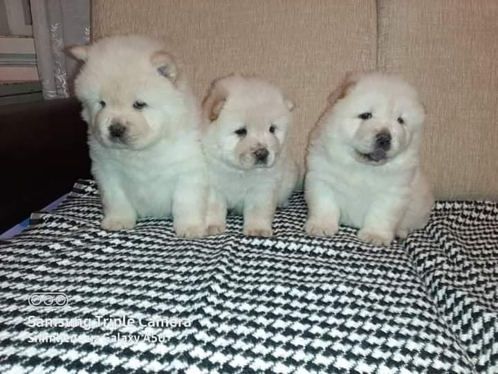 Chow-Chow-štenci-