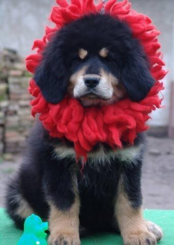 Tibetski-mastiff---vrhunski-stenci