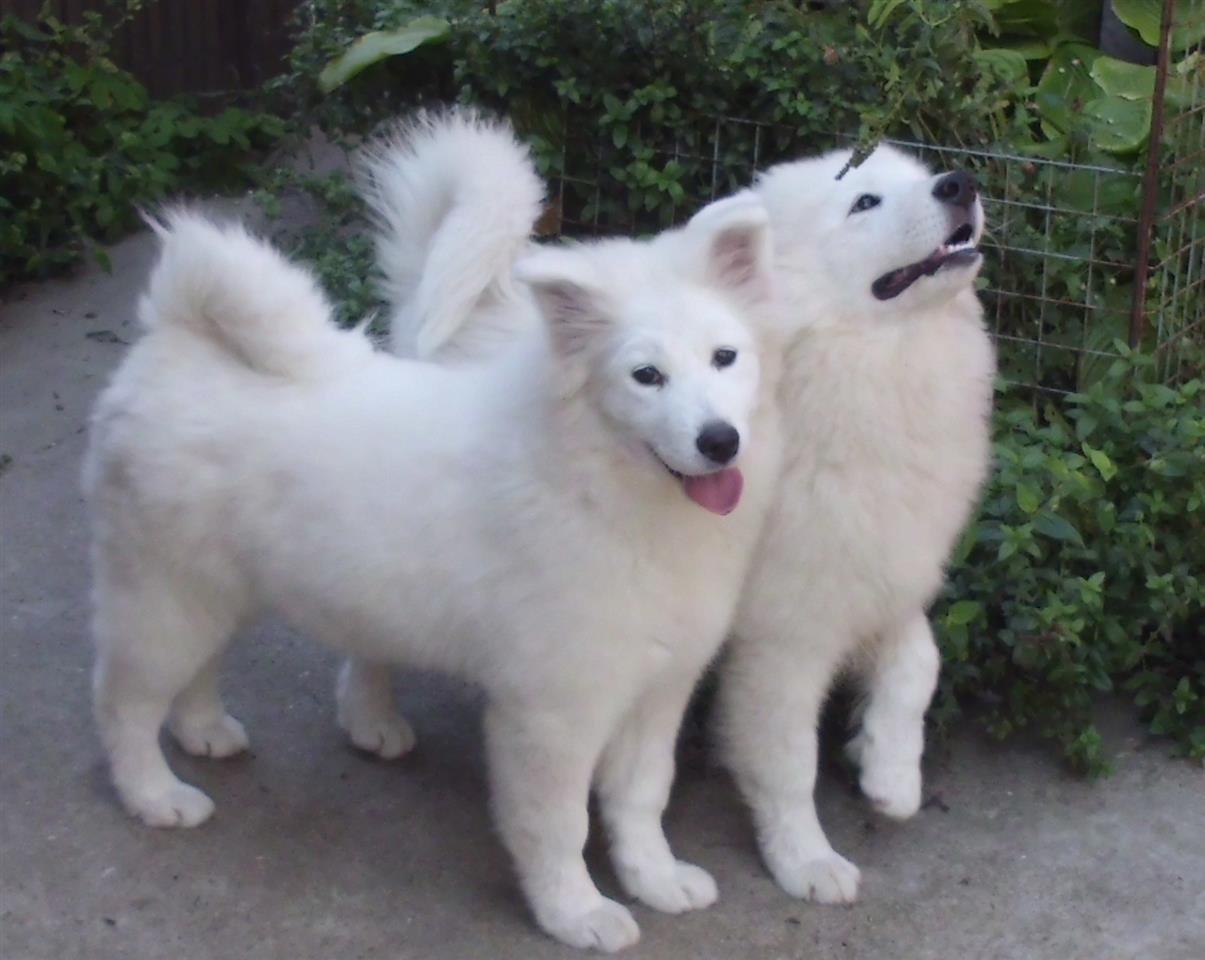 Samojed-prvobirana-zenka