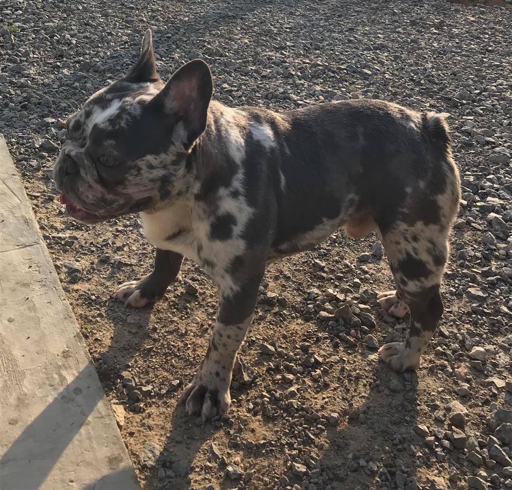 Francuski-Buldog