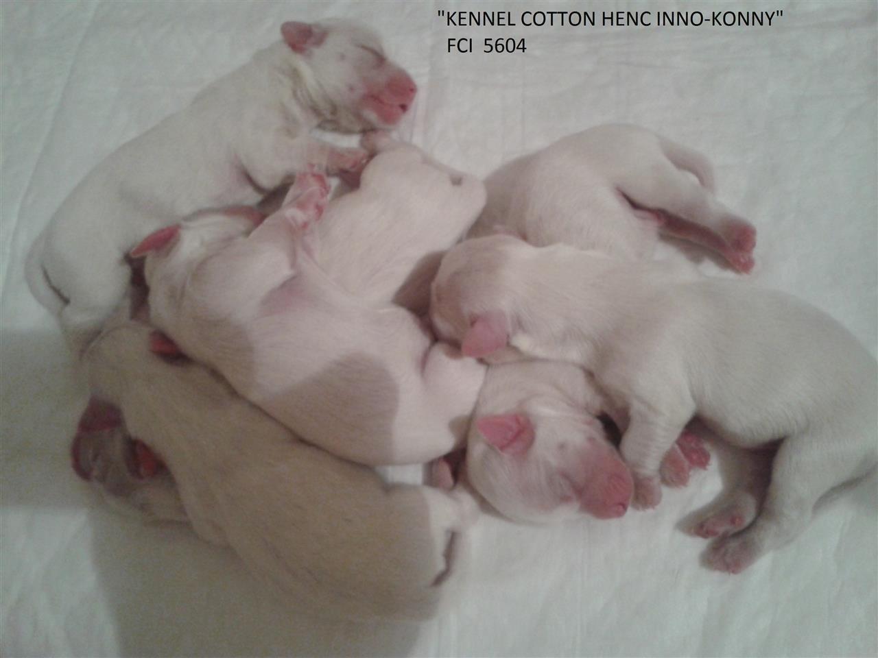 Coton-de-Tulear-mali-štenci