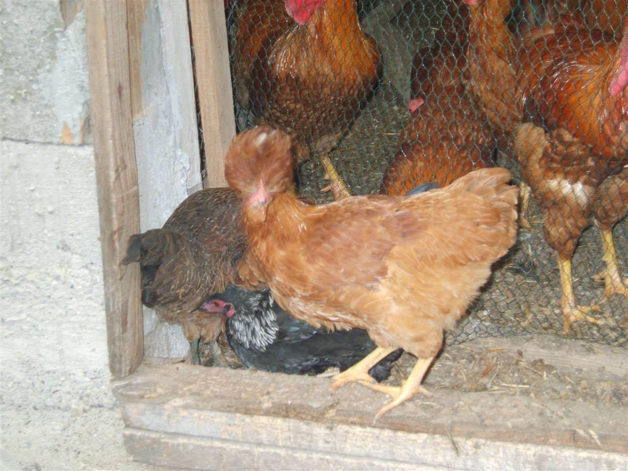 Forwerk-Marans-Australorp-Italijanke
