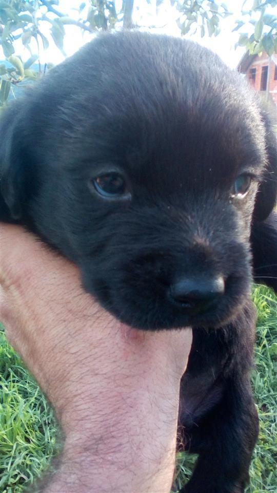 stence-labrador