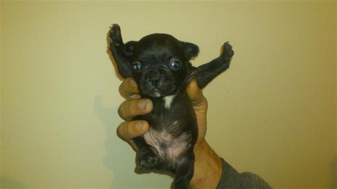 Francuski bulldog