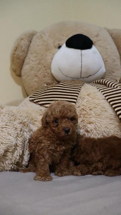 Mini-Poodle