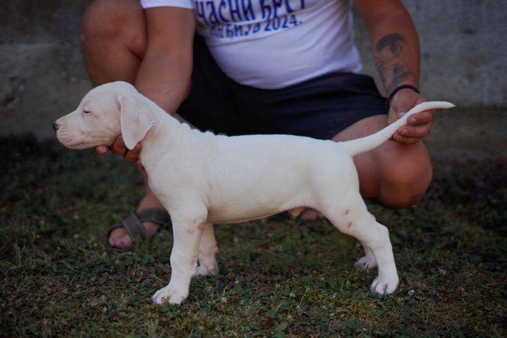 Dogo-Argentino-štenci