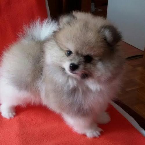 Pomeranski spic BOO, predivna stenad
